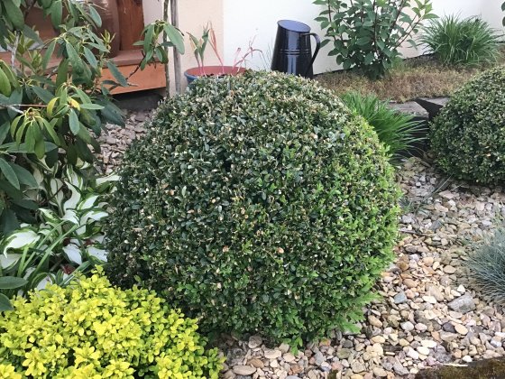 Buxus